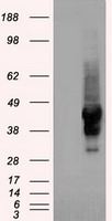 HEK293T cells were transfected with the