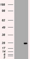 HEK293T cells were transfected with the