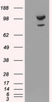 HEK293T cells were transfected with the