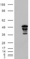 HEK293T cells were transfected with the