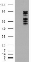 HEK293T cells were transfected with the