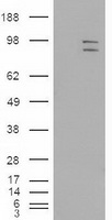 HEK293T cells were transfected with the