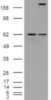 HEK293T cells were transfected with the