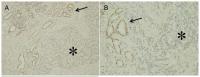 Figure from citation: Immunohistochemist