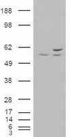 HEK293T cells were transfected with the