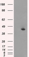 HEK293T cells were transfected with the