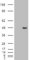 HEK293T cells were transfected with the