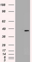 HEK293T cells were transfected with the
