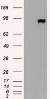 HEK293T cells were transfected with the