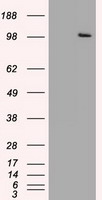 HEK293T cells were transfected with the