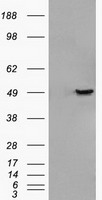 HEK293T cells were transfected with the