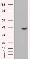 HEK293T cells were transfected with the