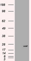 HEK293T cells were transfected with the