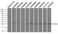 Immunoprecipitation of NEUROG1 by using