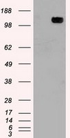 HEK293T cells were transfected with the