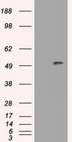 HEK293T cells were transfected with the