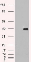 HEK293T cells were transfected with the
