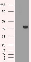 HEK293T cells were transfected with the