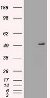 HEK293T cells were transfected with the