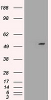 HEK293T cells were transfected with the