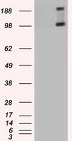 HEK293T cells were transfected with the