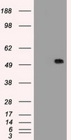 HEK293T cells were transfected with the