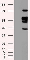 HEK293T cells were transfected with the