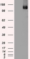 HEK293T cells were transfected with the