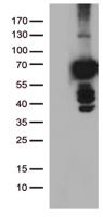 HEK293T cells were transfected with the