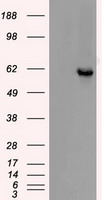 HEK293T cells were transfected with the