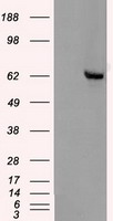 HEK293T cells were transfected with the
