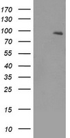 HEK293T cells were transfected with the