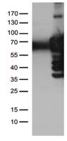 HEK293T cells were transfected with the
