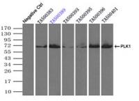 Immunoprecipitation (IP) of PLK1 by usin