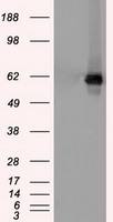 HEK293T cells were transfected with the
