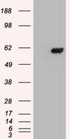 HEK293T cells were transfected with the