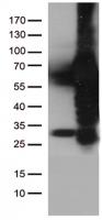 HEK293T cells were transfected with the