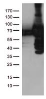 HEK293T cells were transfected with the