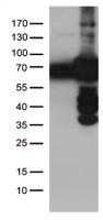 HEK293T cells were transfected with the