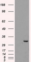 HEK293T cells were transfected with the