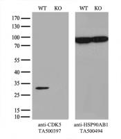 Equivalent amounts of cell lysates (10 u