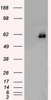 HEK293T cells were transfected with the