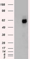 HEK293T cells were transfected with the
