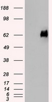 HEK293T cells were transfected with the