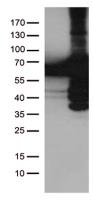 HEK293T cells were transfected with the