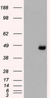 HEK293T cells were transfected with the