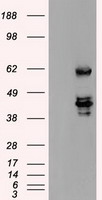 HEK293T cells were transfected with the