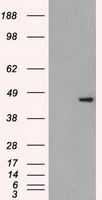 HEK293T cells were transfected with the