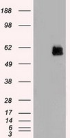 HEK293T cells were transfected with the