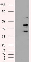 HEK293T cells were transfected with the